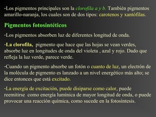 -Los pigmentos principales son la clorofila a y b. También pigmentos
amarillo-naranja, los cuales son de dos tipos: carotenos y xantófilas.

Pigmentos fotosintéticos
-Los pigmentos absorben luz de diferentes longitud de onda.
-La clorofila, pigmento que hace que las hojas se vean verdes,
absorbe luz en longitudes de onda del violeta , azul y rojo. Dado que
refleja la luz verde, parece verde.
-Cuando un pigmento absorbe un fotón o cuanto de luz, un electrón de
la molécula de pigmento es lanzado a un nivel energético más alto; se
dice entonces que está excitado.
-La energía de excitación, puede disiparse como calor, puede
reemitirse como energía lumínica de mayor longitud de onda, o puede
provocar una reacción química, como sucede en la fotosíntesis.
 