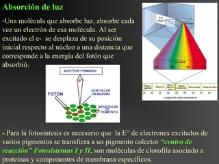 Absorción de luz
-Una molécula que absorbe luz, absorbe cada
vez un electrón de esa molécula. Al ser
excitado el e- se desplaza de su posición
inicial respecto al núcleo a una distancia que
corresponde a la energía del fotón que
absorbió.




- Para la fotosíntesis es necesario que la E° de electrones excitados de
varios pigmentos se transfiera a un pigmento colector “centro de
reacción” Fotosistemas I y II, son moléculas de clorofila asociado a
proteínas y componentes de membrana específicos.
 