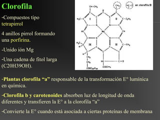 Clorofila
-Compuestos tipo
tetrapirrol
4 anillos pirrol formando
una porfirina.
-Unido ión Mg
-Una cadena de fitol larga
(C20H39OH).

-Plantas clorofila “a” responsable de la transformación E° lumínica
en química.
-Clorofila b y carotenoides absorben luz de longitud de onda
diferentes y transfieren la E° a la clorofila “a”
-Convierte la E° cuando está asociada a ciertas proteínas de membrana
 