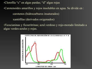 -Clorofila “c” en algas pardas; “d” algas rojas
-Carotenoides amarillos y rojos insolubles en agua. Se divide en :
       carotenos (hidrocarburos insaturados)
       xantófilas (derivados oxigenados)
-Ficocianinas y ficoeritrinas; azul.verdoso y rojo-morado limitado a
algas verdes-azules y rojas.
 
