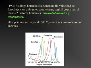 -1905 fisiólogo botánico Blackman midió velocidad de
fotosíntesis en diferentes condiciones, sugirió coexistían al
menos 2 factores limitantes: intensidad lumínica y
temperatura.
-Temperatura no mayor de 30° C, reacciones controladas por
enzimas.
 