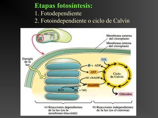 Etapas fotosíntesis:
1. Fotodependiente
2. Fotoindependiente o ciclo de Calvin
 