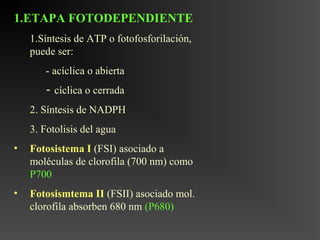 1.ETAPA FOTODEPENDIENTE
    1.Síntesis de ATP o fotofosforilación,
    puede ser:
       - acíclica o abierta
       - cíclica o cerrada
    2. Síntesis de NADPH
    3. Fotolisis del agua
•   Fotosistema I (FSI) asociado a
    moléculas de clorofila (700 nm) como
    P700
•   Fotosismtema II (FSII) asociado mol.
    clorofila absorben 680 nm (P680)
 
