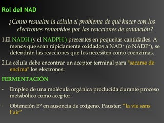 Rol del NAD
    ¿Como resuelve la célula el problema de qué hacer con los
      electrones removidos por las reacciones de oxidación?
1.El NADH (y el NADPH ) presentes en pequeñas cantidades. A
   menos que sean rápidamente oxidados a NAD+ (o NADP+), se
   detendrán las reacciones que los necesiten como coenzimas.
2.La célula debe encontrar un aceptor terminal para "sacarse de
   encima" los electrones:
FERMENTACIÓN
-   Empleo de una molécula orgánica producida durante proceso
    metabólico como aceptor.
-   Obtención E° en ausencia de oxígeno, Pauster: “la vie sans
    l’air”
 