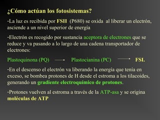 ¿Cómo actúan los fotosistemas?
-La luz es recibida por FSII (P680) se oxida al liberar un electrón,
asciende a un nivel superior de energía
-Electrón es recogido por sustancia aceptora de electrones que se
reduce y va pasando a lo largo de una cadena transportador de
electrones:
Plastoquinona (PQ)            Plastocianina (PC)            FSI.
-En el descenso el electrón va liberando la energía que tenía en
exceso, se bombea protones de H desde el estroma a los tilacoides,
generando un gradiente electroquímico de protones.
-Protones vuelven al estroma a través de la ATP-asa y se origina
moléculas de ATP
 