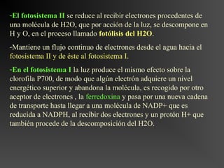 -El fotosistema II se reduce al recibir electrones procedentes de
una molécula de H2O, que por acción de la luz, se descompone en
H y O, en el proceso llamado fotólisis del H2O.
-Mantiene un flujo continuo de electrones desde el agua hacia el
fotosistema II y de éste al fotosistema I.
-En el fotosistema I la luz produce el mismo efecto sobre la
clorofila P700, de modo que algún electrón adquiere un nivel
energético superior y abandona la molécula, es recogido por otro
aceptor de electrones , la ferredoxina y pasa por una nueva cadena
de transporte hasta llegar a una molécula de NADP+ que es
reducida a NADPH, al recibir dos electrones y un protón H+ que
también procede de la descomposición del H2O.
 