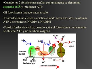-Cuando los 2 fotosistemas actúan conjuntamente se denomina
esquema en Z y producen ATP.
-El fotosistema I puede trabajar solo.
-Fosforilación no cíclica o acíclica cuando actúan los dos, se obtiene
ATP y se reduce el NADP+ a NADPH
-Fotofosforilación cíclica, cuando actúa el fotosistema I únicamente
se obtiene ATP y no se libera oxígeno
 