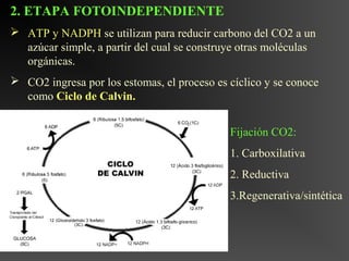 2. ETAPA FOTOINDEPENDIENTE
 ATP y NADPH se utilizan para reducir carbono del CO2 a un
  azúcar simple, a partir del cual se construye otras moléculas
  orgánicas.
 CO2 ingresa por los estomas, el proceso es cíclico y se conoce
  como Ciclo de Calvin.


                                             Fijación CO2:
                                             1. Carboxilativa
                                             2. Reductiva
                                             3.Regenerativa/sintética
 