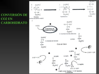 CONVERSIÓN DE
CO2 EN
CARBOHIDRATO
 