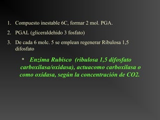 1. Compuesto inestable 6C, formar 2 mol. PGA.
2. PGAL (gliceraldehido 3 fosfato)
3. De cada 6 molc. 5 se emplean regenerar Ribulosa 1,5
   difosfato

      * Enzima Rubisco (ribulosa 1,5 difosfato
     carboxilasa/oxidasa), actuacomo carboxilasa o
     como oxidasa, según la concentración de CO2.
 