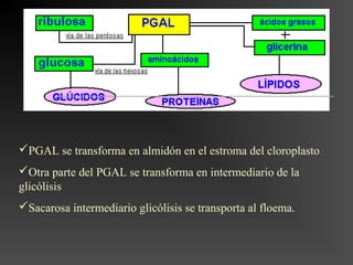 PGAL se transforma en almidón en el estroma del cloroplasto
Otra parte del PGAL se transforma en intermediario de la
glicólisis
Sacarosa intermediario glicólisis se transporta al floema.
 