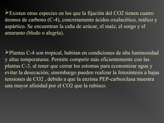 Existen otras especies en los que la fijación del CO2 tienen cuatro
átomos de carbono (C-4), concretamente ácidos oxalacético, málico y
aspártico. Se encuentran la caña de azúcar, el maíz, el sorgo y el
amaranto (bledo o alegría).


Plantas C-4 son tropical, habitan en condiciones de alta luminosidad
y altas temperaturas. Permite competir más eficientemente con las
plantas C-3, al tener que cerrar los estomas para economizar agua y
evitar la desecación; sinembargo pueden realizar la fotosíntesis a bajas
tensiones de CO2 , debido a que la enzima PEP-carboxilasa muestra
una mayor afinidad por el CO2 que la rubisco.
 