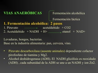 VIAS ANAERÓBICAS                      Fermentación alcohólica
                                      Fermentación láctica
1. Fermentación alcohólica: 2 pasos
1. Piruvato              acetaldehido + CO2
2. Acetaldehido + NADH + H+           etanol + NAD+

Levaduras, hongos, bacterias.
Base en la industria alimentaria: pan, cerveza, vino.

•   Piruvato descarboxilasa (ausente animales) dependiente cofactor
    pirofosfato de tiamina y Mg2.
•   Alcohol deshidrogenasa (ADH). El NADH glicólisis es reoxidado
    (ADH) , cada subunidad de la ADH se une a un NADH y ion Zn2.
 