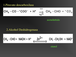 1.Piruvato descarboxilasa




                             acetaldehido


  2.Alcohol Deshidrogenasa




                                etanol
 