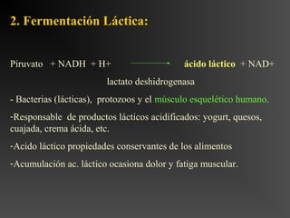 2. Fermentación Láctica:


Piruvato + NADH + H+                        ácido láctico + NAD+
                        lactato deshidrogenasa
- Bacterias (lácticas), protozoos y el músculo esquelético humano.
-Responsable de productos lácticos acidificados: yogurt, quesos,
cuajada, crema ácida, etc.
-Acido láctico propiedades conservantes de los alimentos
-Acumulación ac. láctico ocasiona dolor y fatiga muscular.
 