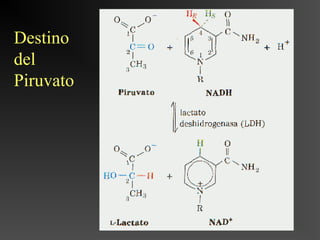 Destino
del
Piruvato
 