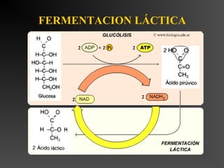 FERMENTACION LÁCTICA




                                                                            
 
