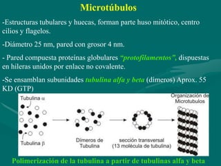Microtúbulos
-Estructuras tubulares y huecas, forman parte huso mitótico, centro
cilios y flagelos.
-Diámetro 25 nm, pared con grosor 4 nm.
- Pared compuesta proteínas globulares “protofilamentos”, dispuestas
en hileras unidos por enlace no covalente.
-Se ensamblan subunidades tubulina alfa y beta (dímeros) Aprox. 55
KD (GTP)




   Polimerización de la tubulina a partir de tubulinas alfa y beta
 