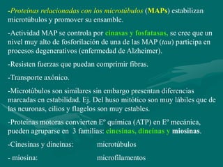 -Proteínas relacionadas con los microtúbulos (MAPs) estabilizan
microtúbulos y promover su ensamble.
-Actividad MAP se controla por cinasas y fosfatasas, se cree que un
nivel muy alto de fosforilación de una de las MAP (tau) participa en
procesos degenerativos (enfermedad de Alzheimer).
-Resisten fuerzas que puedan comprimir fibras.
-Transporte axónico.
-Microtúbulos son similares sin embargo presentan diferencias
marcadas en estabilidad. Ej. Del huso mitótico son muy lábiles que de
las neuronas, cilios y flagelos son muy estables.
-Proteínas motoras convierten Eº química (ATP) en Eº mecánica,
pueden agruparse en 3 familias: cinesinas, dineínas y miosinas.
-Cinesinas y dineínas:       microtúbulos
- miosina:                   microfilamentos
 