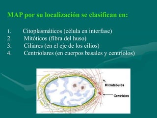 MAP por su localización se clasifican en:

1.   Citoplasmáticos (célula en interfase)
2.   Mitóticos (fibra del huso)
3.   Ciliares (en el eje de los cilios)
4.   Centriolares (en cuerpos basales y centríolos)
 