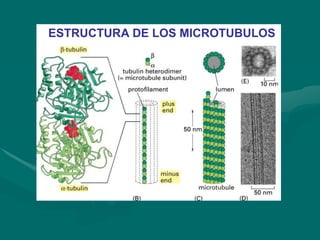 ESTRUCTURA DE LOS MICROTUBULOS
 