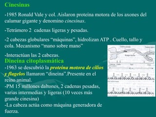 Cinesinas
-1985 Ronald Vale y col. Aislaron proteína motora de los axones del
calamar gigante y denomino cinesinas.
-Tetrámero 2 cadenas ligeras y pesadas.
-2 cabezas globulares “máquinas”, hidrolizan ATP . Cuello, tallo y
cola. Mecanismo “mano sobre mano”
-Interactúan las 2 cabezas.
Dineína citoplasmática
-1963 se descubrió la proteína motora de cilios
y flagelos llamaron “dineína”.Presente en el
reino animal.
-PM 15 millones daltones, 2 cadenas pesadas,
varias intermedias y ligeras (10 veces más
grande cinesina)
-La cabeza actúa como máquina generadora de
fuerza.
 