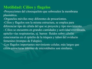 Motilidad: Cilios y flagelos
-Proyecciones del citoesqueleto que sobresalen la membrana
plasmática.
-Organelos móviles muy diferentes de procariontes.
-Cilios y flagelos son la misma estructura, se emplea para
diferenciar tipo de célula del que se proyecta y tipo movimiento.
- Cilios se encuentra en grandes cantidades y actividad coordinada,
epitelio vías respiratorias, ej. barren fluidos sobre células
estacionarias en el epitelio de la tráquea y tubos del oviducto
femenino (trompas de Falopio).
-Los flagelos importantes movimiento celular, más largos que
cilios estructuras internas de microtúbulos son similares.
 