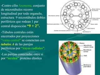 -Centro cilio Axonema, conjunto
de microtúbulos recorre
longitudinal por todo organelo,
estructura 9 microtúbulos dobles
periféricos que rodean 1 par
central disposición “9 + 2”.
-Túbulos centrales están
encerrados por proyecciones
“vaina central” se conenctan con
tubulos A de las parejas
perifericas por “rayos radiales”.
-Las parejas conectadas entre si
por “nexina” proteína elástica
 