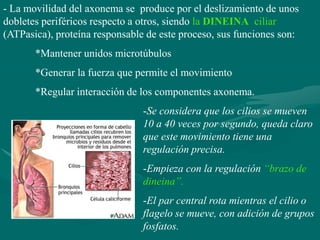 - La movilidad del axonema se produce por el deslizamiento de unos
dobletes periféricos respecto a otros, siendo la DINEINA ciliar
(ATPasica), proteína responsable de este proceso, sus funciones son:
       *Mantener unidos microtúbulos
       *Generar la fuerza que permite el movimiento
       *Regular interacción de los componentes axonema.
                                -Se considera que los cilios se mueven
                                10 a 40 veces por segundo, queda claro
                                que este movimiento tiene una
                                regulación precisa.
                                -Empieza con la regulación “brazo de
                                dineina”.
                                -El par central rota mientras el cilio o
                                flagelo se mueve, con adición de grupos
                                fosfatos.
 