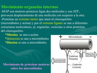 Movimiento organelos internos
-MAP son motores proteicos ligan dos moléculas y usa ATP ,
provocan desplazamiento de una molécula con respecto a la otra.
-Proteínas un extremo motor que unen al citoesqueleto
(microtúbulos y actina) y por el extremo ligante se une a diferentes
estructuras moleculares, ej. organelas, vesículas u otras proteínas
del citoesqueleto.
   *Miosina se une a actina
   *Quinesina se une a microtúbulos
   *Dineína se une a microtúbulos




 Movimiento de proteínas motoras
     sobre los microtúbulos
 