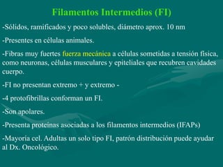 Filamentos Intermedios (FI)
-Sólidos, ramificados y poco solubles, diámetro aprox. 10 nm
-Presentes en células animales.
-Fibras muy fuertes fuerza mecánica a células sometidas a tensión física,
como neuronas, células musculares y epiteliales que recubren cavidades
cuerpo.
-FI no presentan extremo + y extremo -
-4 protofibrillas conforman un FI.
-Son apolares.
-Presenta proteínas asociadas a los filamentos intermedios (IFAPs)
-Mayoría cel. Adultas un solo tipo FI, patrón distribución puede ayudar
al Dx. Oncológico.
 