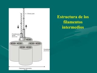 Estructura de los
   filamentos
  intermedios
 