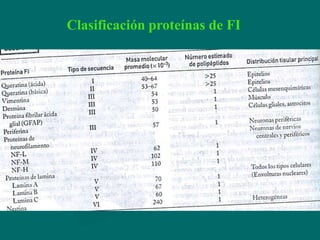 Clasificación proteínas de FI
 