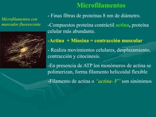 Microfilamentos
                        - Finas fibras de proteínas 8 nm de diámetro.
Microfilamentos con
marcador fluorescente   -Compuestos proteína contráctil actina, proteína
                        celular más abundante.
                        -Actina + Miosina = contracción muscular
                        - Realiza movimientos celulares, desplazamiento,
                        contracción y citocinesis.
                        -En presencia de ATP los monómeros de actina se
                        polimerizan, forma filamento helicoidal flexible
                        -Filamento de actina o “actina- F” son sinónimos
 