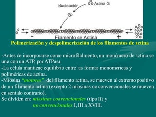 Polimerización y despolimerización de los filamentos de actina

-Antes de incorporarse como microfilalmento, un monómero de actina se
une con un ATP, por ATPasa.
-La célula mantiene equilibrio entre las formas monoméricas y
poliméricas de actina.
-Miosina “motores” del filamento actina, se mueven al extremo positivo
de un filamento actina (excepto 2 miosinas no convencionales se mueven
en sentido contrario).
Se dividen en: miosinas convencionales (tipo II) y
               no convencionales I, III a XVIII.
 
