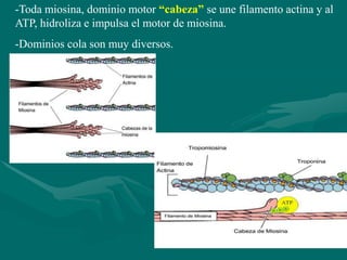 -Toda miosina, dominio motor “cabeza” se une filamento actina y al
ATP, hidroliza e impulsa el motor de miosina.
-Dominios cola son muy diversos.
 