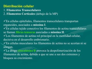 Distribución celular
1. Filamentos Transcelulares
2. Filamentos Corticales (debajo de la MP)

En células epiteliales, filamentos transcelulares transportan
organoides, asociados a miosina I.
En células tejido conectivo los filamentos de actina transcelulares
se llaman fibras tensoras asociadas a miosina II.
Los filamentos de actina rol principal en la motilidad celular,
decisiva en el desarrollo embrionario.
En células musculares los filamentos de actina no se acortan ni se
alargan.
La droga citocalasina B provoca la despolimerización de los
filamentos de actina, debido a que se une a sus dos extremos y
bloquea su crecimiento.
 
