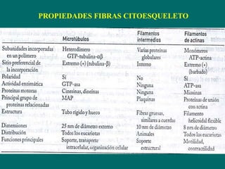 PROPIEDADES FIBRAS CITOESQUELETO
 