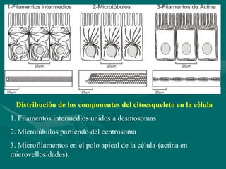 Distribución de los componentes del citoesqueleto en la célula
1. Filamentos intermedios unidos a desmosomas
2. Microtúbulos partiendo del centrosoma
3. Microfilamentos en el polo apical de la célula-(actina en
microvellosidades).
 