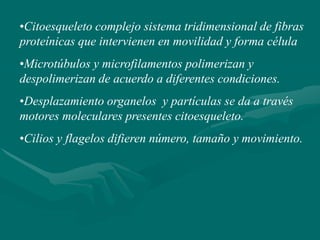 •Citoesqueleto complejo sistema tridimensional de fibras
proteínicas que intervienen en movilidad y forma célula
•Microtúbulos y microfilamentos polimerizan y
despolimerizan de acuerdo a diferentes condiciones.
•Desplazamiento organelos y partículas se da a través
motores moleculares presentes citoesqueleto.
•Cilios y flagelos difieren número, tamaño y movimiento.
 