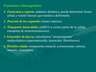 Funciones citoesqueleto
1. Estructura y soporte, andamio dinámico, puede determinar forma
   célula y resistir fuerzas que tienden a deformarla.
2. Posición de los organelos (marco interno)
3. Transporte intracelular, (mRNA a ciertas partes de la célula,
   transporte de neurotransmisores)
4. Generador de fuerza, unicelulares “arrastramiento”
   multicelulares (espermatozoide, leucocitos, fibroblastos)
5. División celular componente esencial, (cromosomas, mitosis,
   meiosis, citocinesis)
 