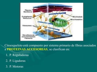 Citoesqueleto está compuesto por sistema primario de fibras asociados
a PROTEINAS ACCESORIAS, se clasifican en:
1. P. Reguladoras
2. P. Ligadoras
3. P. Motoras
 