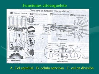 Funciones citoesqueleto




A. Cel epitelial. B. célula nerviosa C. cel en división
 