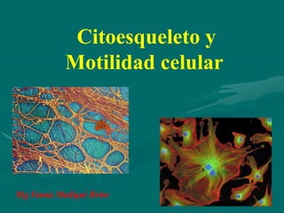 Citoesqueleto y
           Motilidad celular




Mg.Vania Mallqui Brito
 