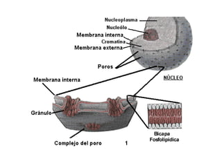 El nucleo celular