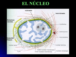 El nucleo celular