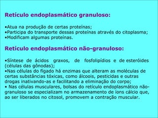 Retículo endoplasmático granuloso: Atua na produção de certas proteínas; Participa do transporte dessas proteínas através do citoplasma; Modificam algumas proteínas. Retículo endoplasmático não-granuloso: Síntese  de  ácidos  graxos,  de  fosfolipídios  e  de esteróides (células das gônodas); Nas células do fígado há enzimas que alteram as moléculas de certas substâncias tóxicas, como álcoois, pesticidas e outras drogas inativando-as e facilitando a eliminação do corpo; Nas células musculares, bolsas do retículo endoplasmático não-granuloso se especializam no armazenamento de íons cálcio que, ao ser liberados no citosol, promovem a contração muscular. 