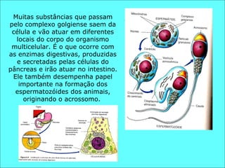 Muitas substâncias que passam pelo complexo golgiense saem da célula e vão atuar em diferentes locais do corpo do organismo multicelular. É o que ocorre com as enzimas digestivas, produzidas e secretadas pelas células do pâncreas e irão atuar no intestino. Ele também desempenha papel importante na formação dos espermatozóides dos animais, originando o acrossomo.  