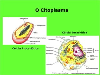 O Citoplasma Célula Procariótica Célula Eucariótica 