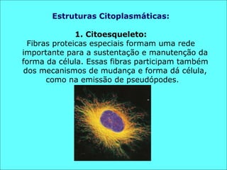 Estruturas Citoplasmáticas: 1. Citoesqueleto: Fibras proteicas especiais formam uma rede importante para a sustentação e manutenção da forma da célula. Essas fibras participam também dos mecanismos de mudança e forma dá célula, como na emissão de pseudópodes.  
